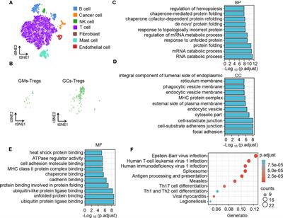 TNF+ regulatory T cells regulate the stemness of gastric cancer cells through the IL13/STAT3 pathway